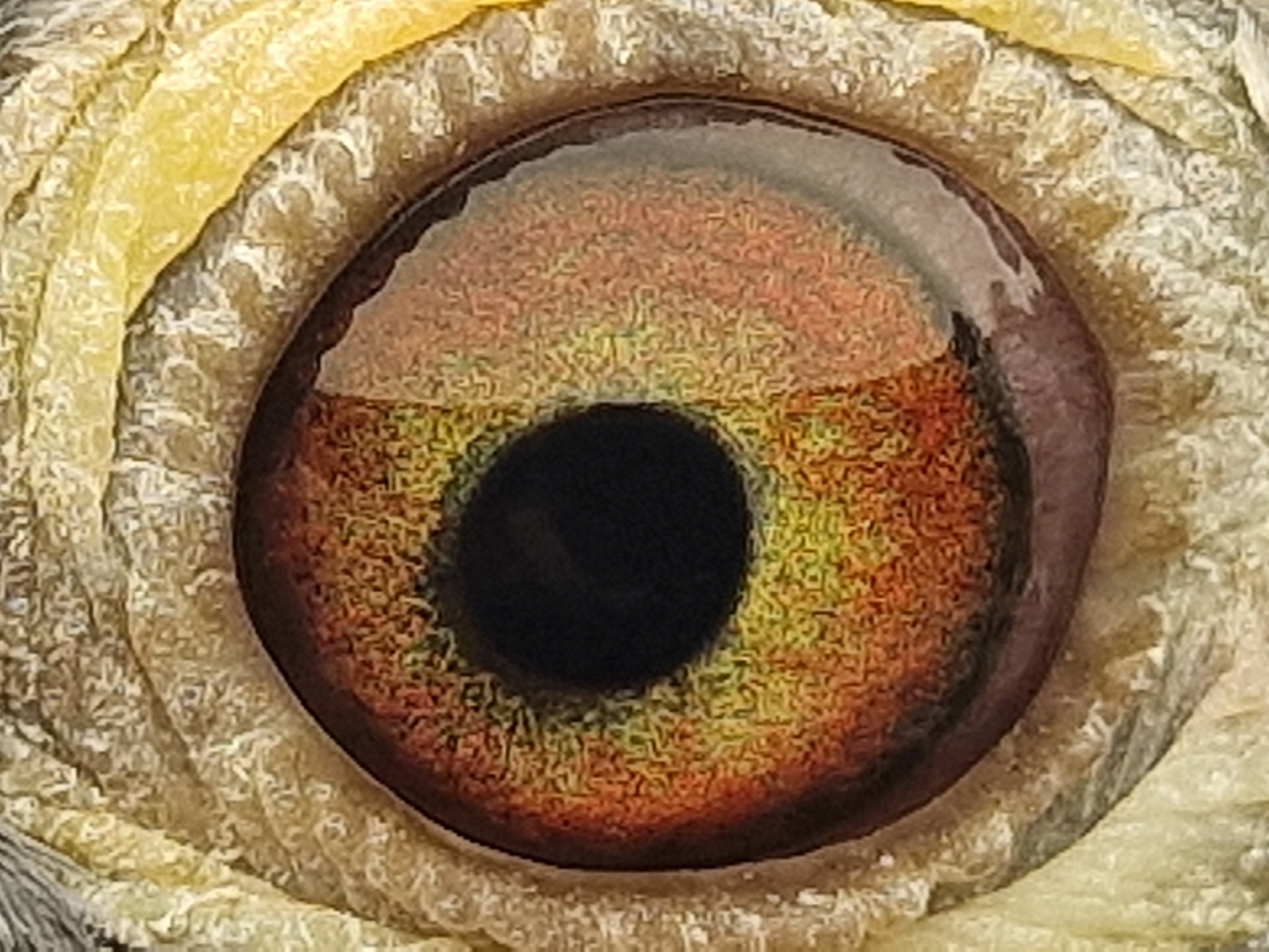 Pigeon eye